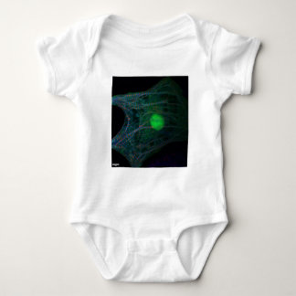 Camiseta Cardiomyocyte embrionário da galinha