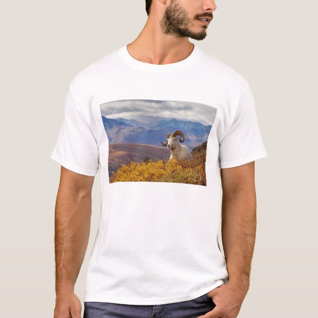Camiseta carneiro Ovis dalli (Frente)