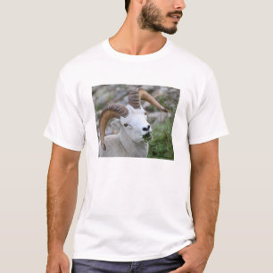 Camiseta Carneiros de Dall