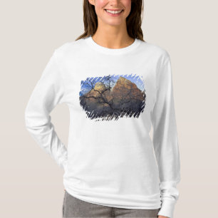 Camiseta Carvalhos no inverno, Corte dos Patriarcas