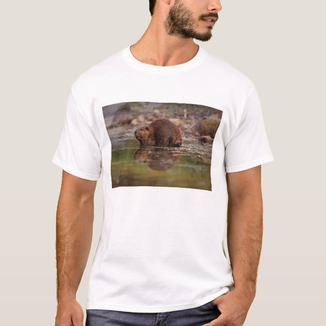 Camiseta castor, Castor canadensis, vai nadar (Frente)