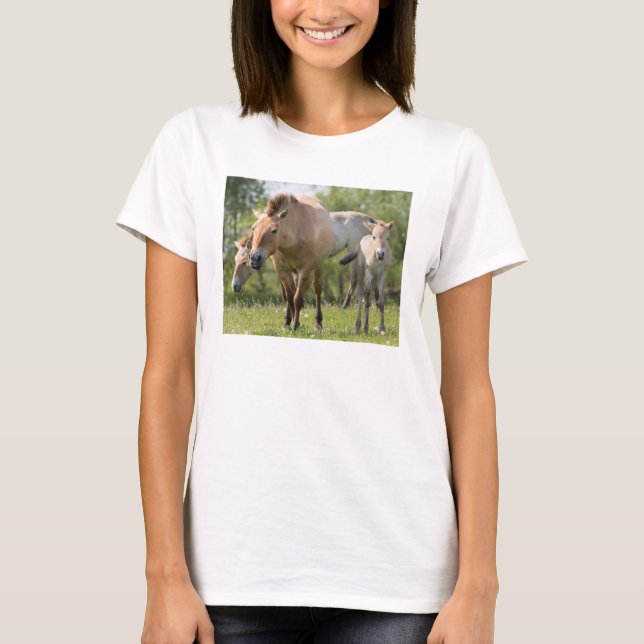 Camiseta Cavalo de Przewalski e caminhada de galos (Frente)