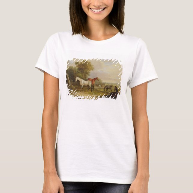 Camiseta Cavalos Grazados: Uma Cinza Stallion pastoreando c (Frente)