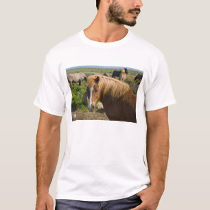 Camiseta Cavalos islandeses no nordeste da Islândia.
