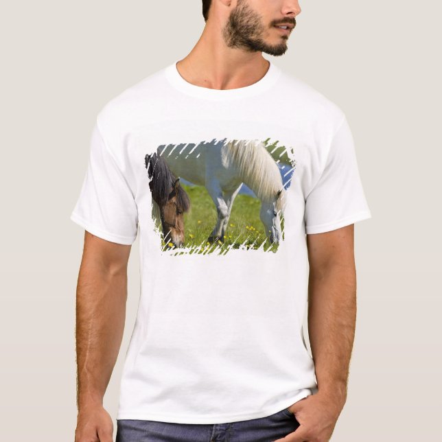Camiseta Cavalos islandeses no oeste da Islândia. (Frente)