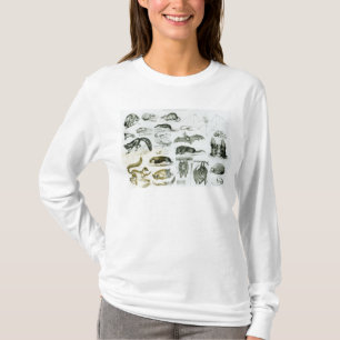 Camiseta Cheiroptera, Insectivora