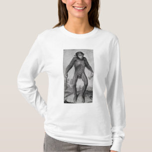Camiseta Chimpanzé, 1699