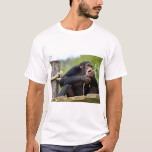 Camiseta Chimpanzé na prancha e comendo um postcar de árvor