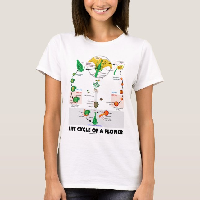 Camiseta Ciclo de vida de uma flor (angiospermas) (Frente)