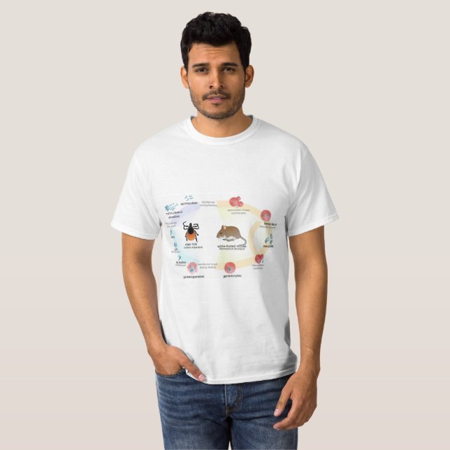 Camiseta Ciclo de vida do microti de Babesia do diagrama do (Frente Completa)