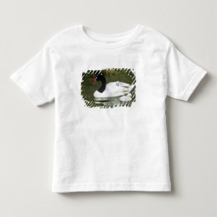 Camiseta Cisne de pescoço preto adulto e filhotes na água.