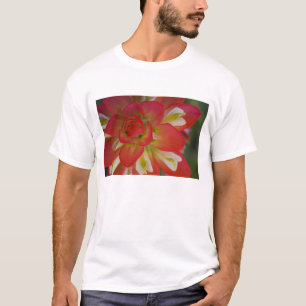 Camiseta Close-up de Indian Paint Brush perto de Gay Hill,