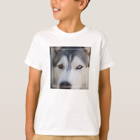 Closeup Stoic Gaze de um Alasca Malamute