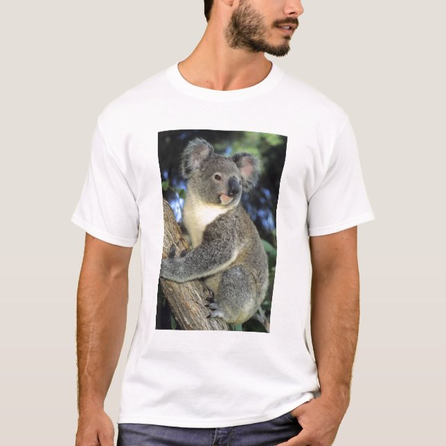 Camiseta Coala, Phascolarctos cinereus), Austrália, (Frente)