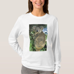 Camiseta Coala, Phascolarctos cinereus), em perigo,