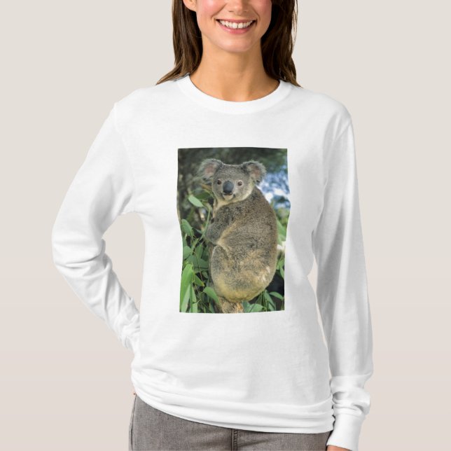 Camiseta Coala, Phascolarctos cinereus), em perigo, (Frente)