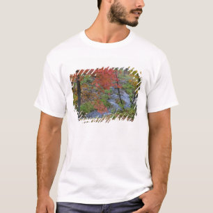 Camiseta Coles Creek alinhada com árvores de bordo de outon