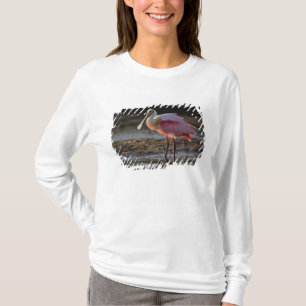 Camiseta Colhereiro-rosado, Ajaia ajaja, Ding Darling