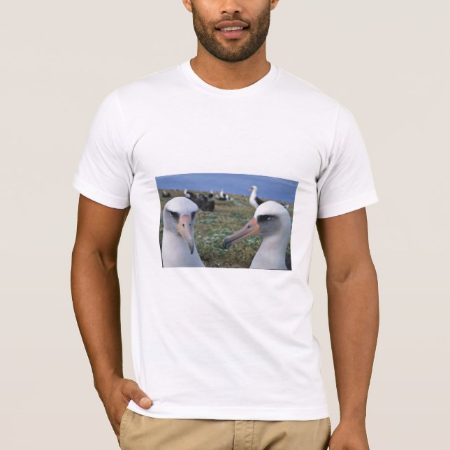 Camiseta Colônia do albatroz de Laysan (Frente)