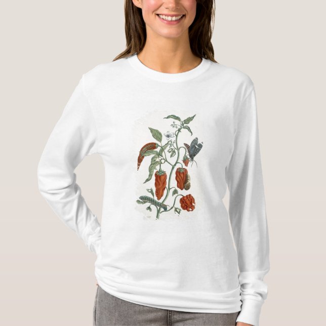 Camiseta Consolda-maior, "de um erval curioso", 1782 (Frente)