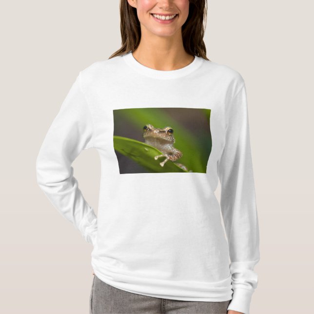 Camiseta Coqui comum, Eleutherodactylus coqui (Frente)