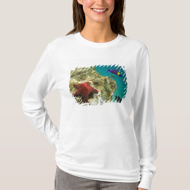 Camiseta Cortez Rainbow Wrasse macho e fêmea e mar (Frente)