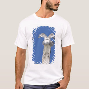 Camiseta Coruja nevado sobre um pólo, preparando-se para