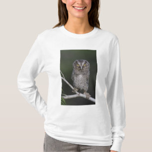 Camiseta Coruja Oriental, Megastiras, Sio, Otus 2