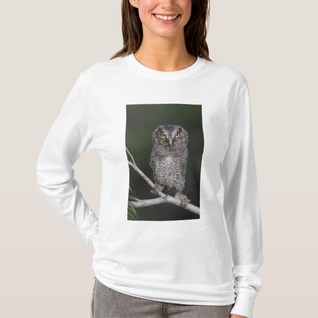 Camiseta Coruja-pequena, Megascops asio, Otus 2 (Frente)