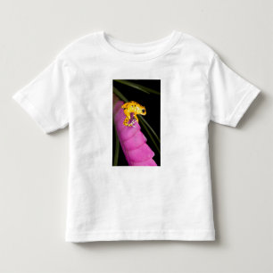 Camiseta Costa Rica. Close-up de sapo venenoso