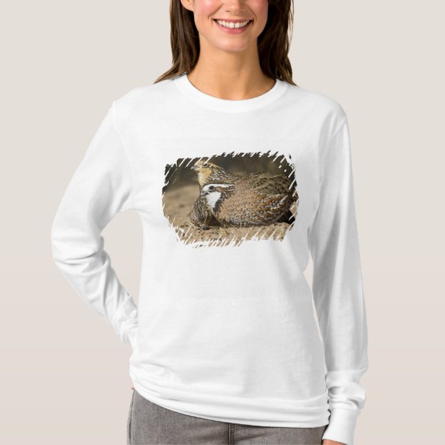 Camiseta crias de codorna-do-norte em lago para beber (Frente)