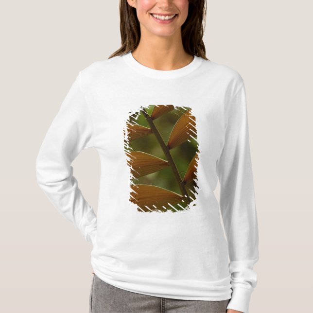 Camiseta Detalhe da palmeira do sub-bosque. Mindo Cloud For (Frente)