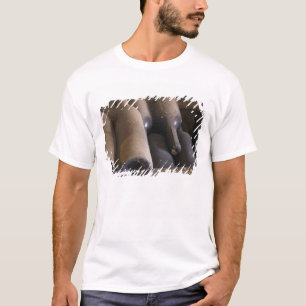 Camiseta Detalhe de garrafas empoeiradas sobre ripas de mad