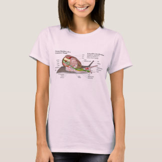 Camiseta Diagrama de um Caracol do Jardim Comum (Helix aspe