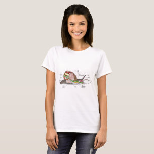 Camiseta Diagrama do caracol Helix aspersa órgão seccionado