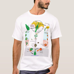 Camiseta Diagrama do Ciclo de Vida da Planta Floral Angiosp