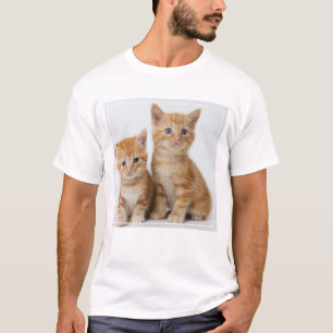 Camiseta Dois gatinhos adoráveis