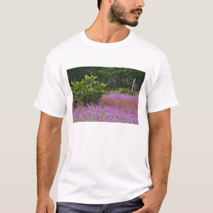 Camiseta Drummond Phlox, Phlox drummondi, Hilton Head