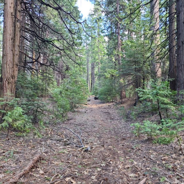 Camiseta dsafsdaf (Criador carregado)