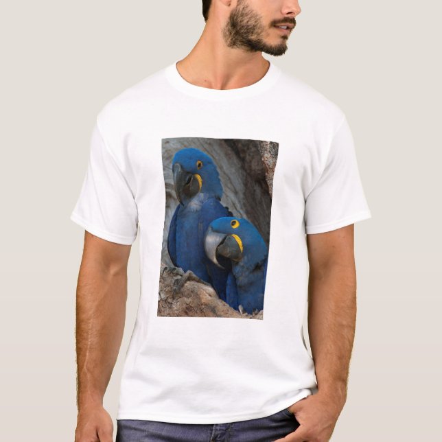 Camiseta Duas Macaws Hyacinth (Frente)