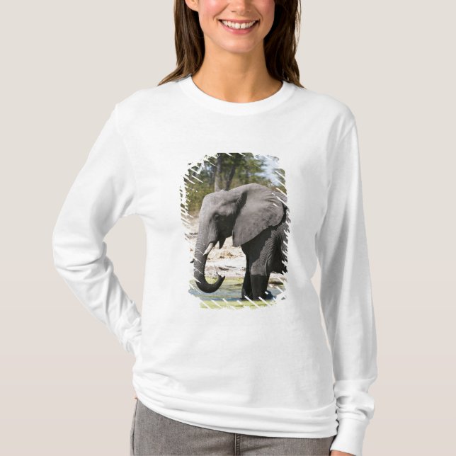 Camiseta Elefante (Loxodonta africana), Canal Savute (Frente)