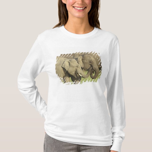 Camiseta Elefantes asiáticos indianos (Frente)