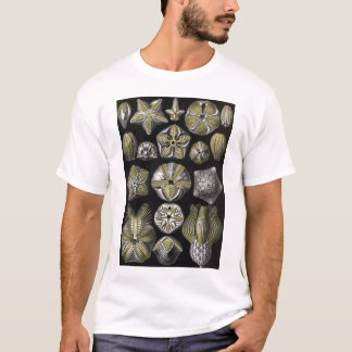 Camiseta Ernst Haeckel - Blastoidea