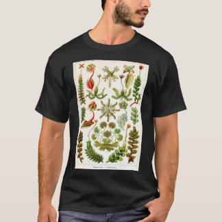 Camiseta Ernst Haeckel - Hepaticae (Verworts) - Vintage B