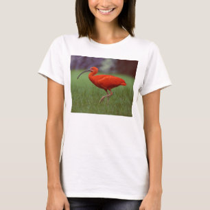 Camiseta Escarlate dos íbis