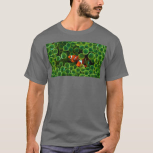Camiseta esconder dois peixes palhaços