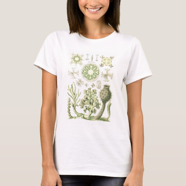 Camiseta Esponjas de vidro (Frente)