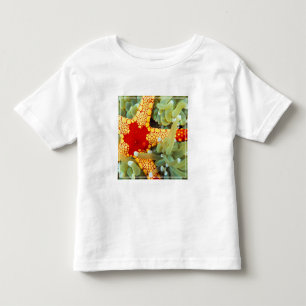 Camiseta Estrela-do-mar Amarela e Vermelha