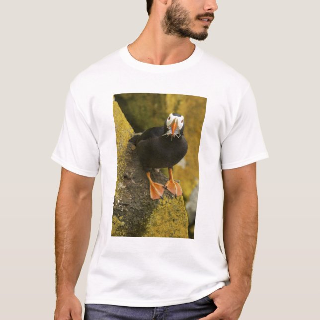 Camiseta EUA, Alasca, Ilhas Pribilof, St Paul. Tufted (Frente)