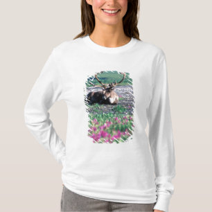 Camiseta EUA, Alasca, Parque Nacional Denali, Rena